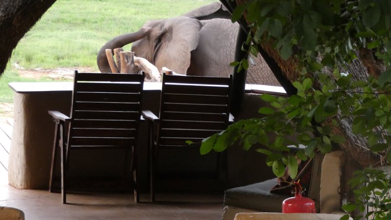 Elefeanten am Hide out Ivory Lodge.jpg